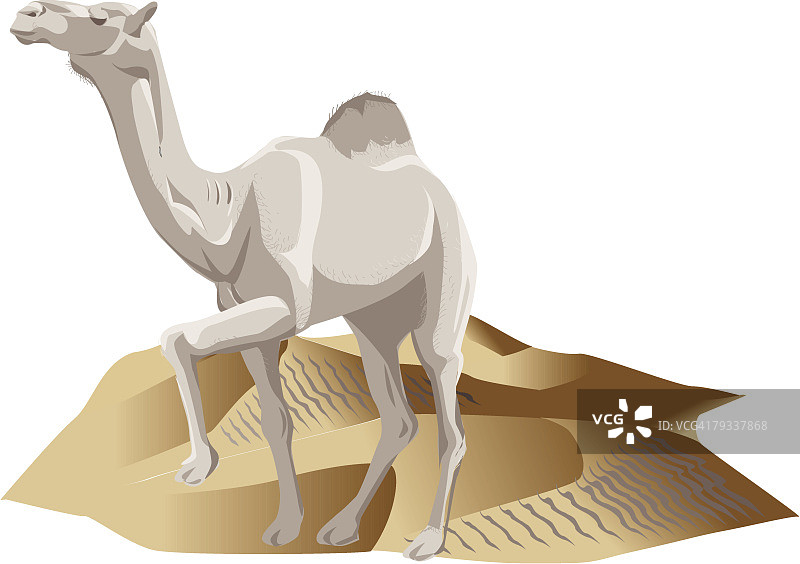 骆驼带着一个驼峰在沙漠中行走，闭上眼睛，侧视图片素材