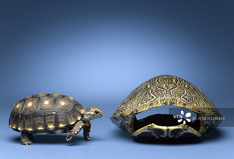 乌龟看着更大的，空空的壳图片素材
