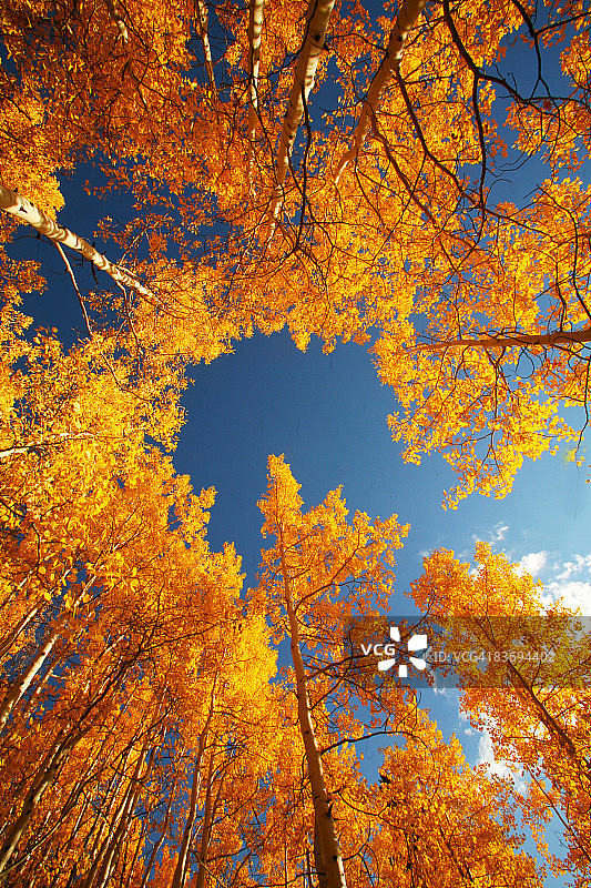 科罗拉多的秋叶图片素材