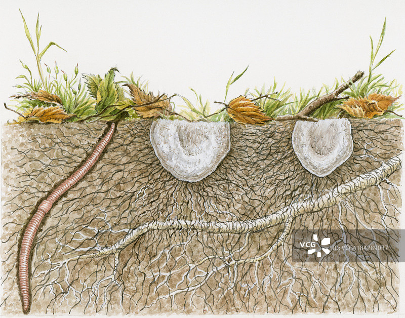 插图蚯蚓，蘑菇和树根地下图片素材