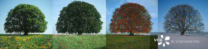 四季树图片素材