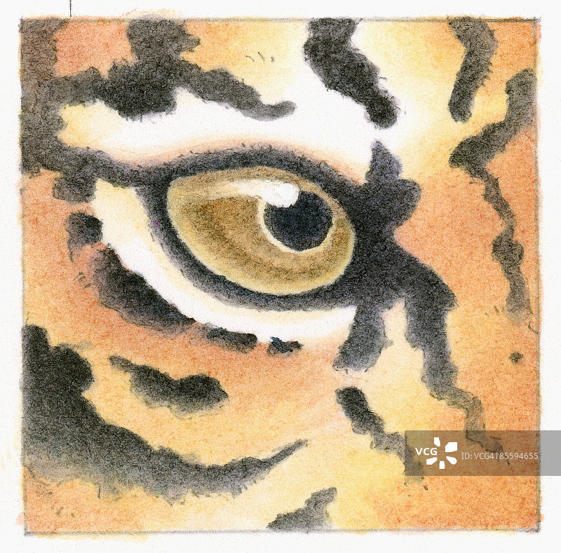 老虎(Panthera tigris)，眼睛的插图图片素材