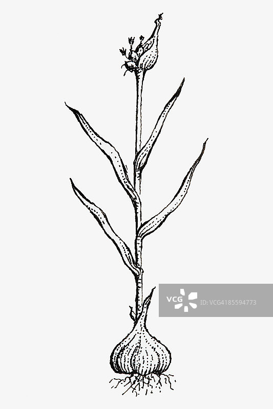 黑白插图(大蒜)，显示球茎，叶子和花图片素材
