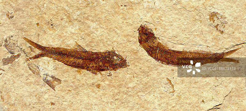 Knightia化石鱼图片素材