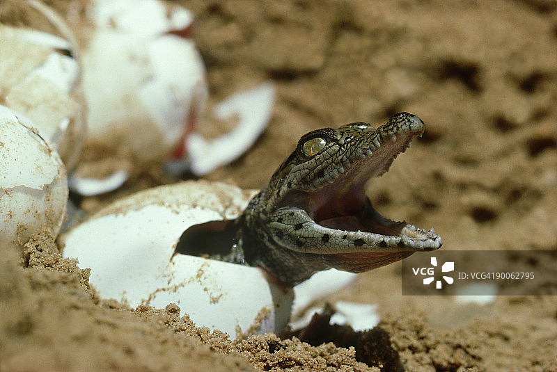 尼罗河鳄鱼，乌干达尼罗河中孵化的尼罗河鳄图片素材