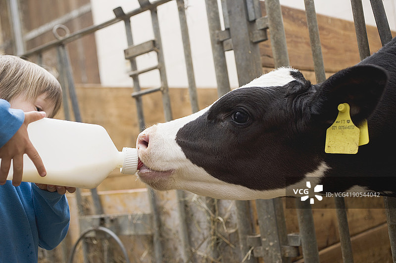 孩子用奶瓶喂小牛，靠近图片素材
