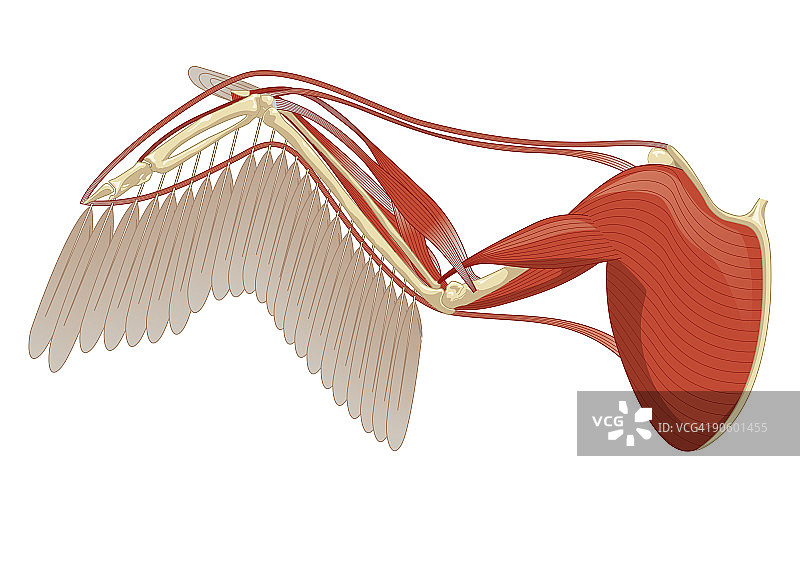 鸟类翅膀显示肌肉，初级和次级羽毛的数字插图图片素材