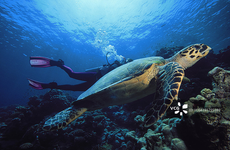 乌龟和水肺潜水员在水下图片素材