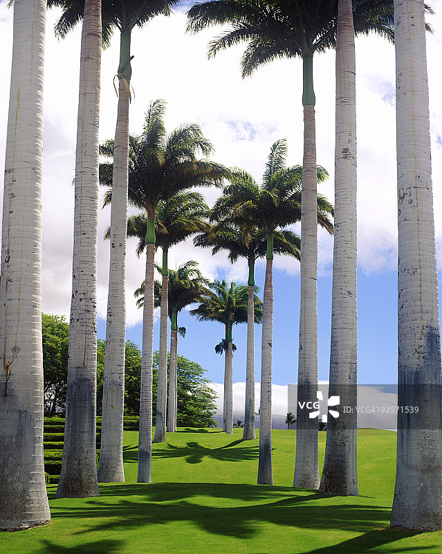 高大的棕榈树图片素材