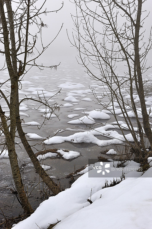 光秃秃的树在一个朦胧的和积雪的池塘边图片素材