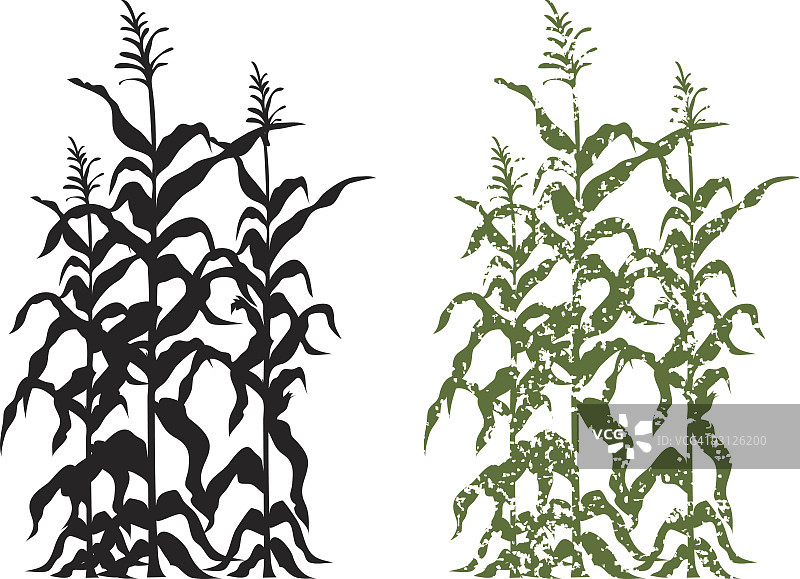 玉米秸秆植物在黑色和绿色Grunge矢量插图图片素材