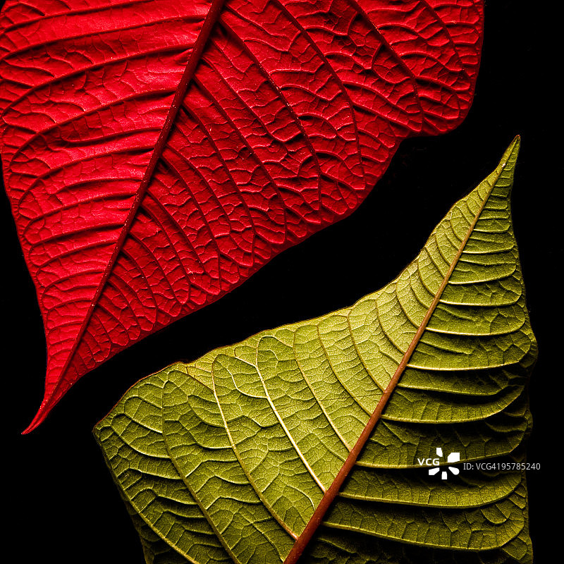 红色和绿色的叶子图片素材