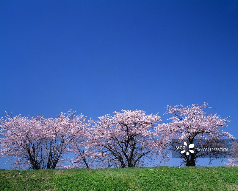 樱花树，山形县，本州，日本图片素材