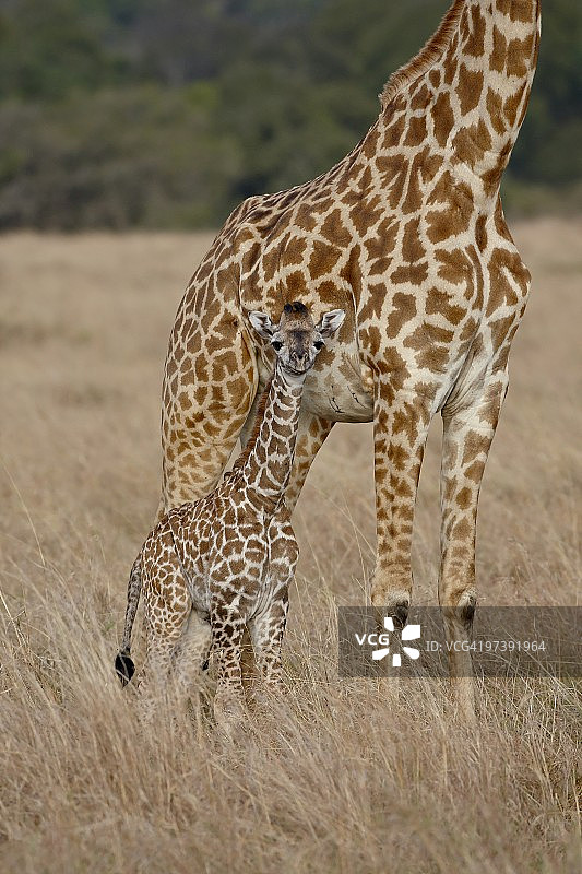 母亲和婴儿马赛长颈鹿(长颈鹿camelopardalis tippelskirchi)刚刚出生，马赛马拉国家保护区，肯尼亚，东非，非洲图片素材