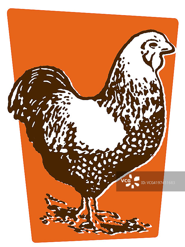 一只母鸡的插图图片素材