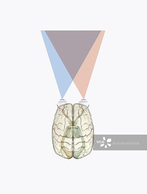 人脑的数字插图和来自左侧视觉皮层接收来自右侧视野的信息图片素材