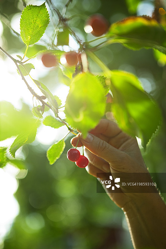 瑞典，一只手在采摘樱桃。图片素材
