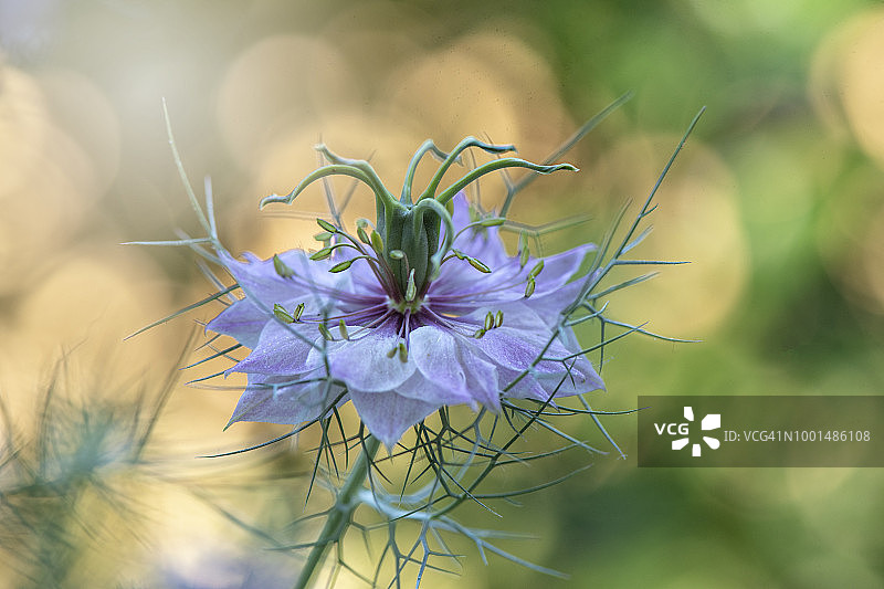 美丽的夏天开花的特写图像，蓝色的，爱在雾花也被称为Nigella damascena图片素材