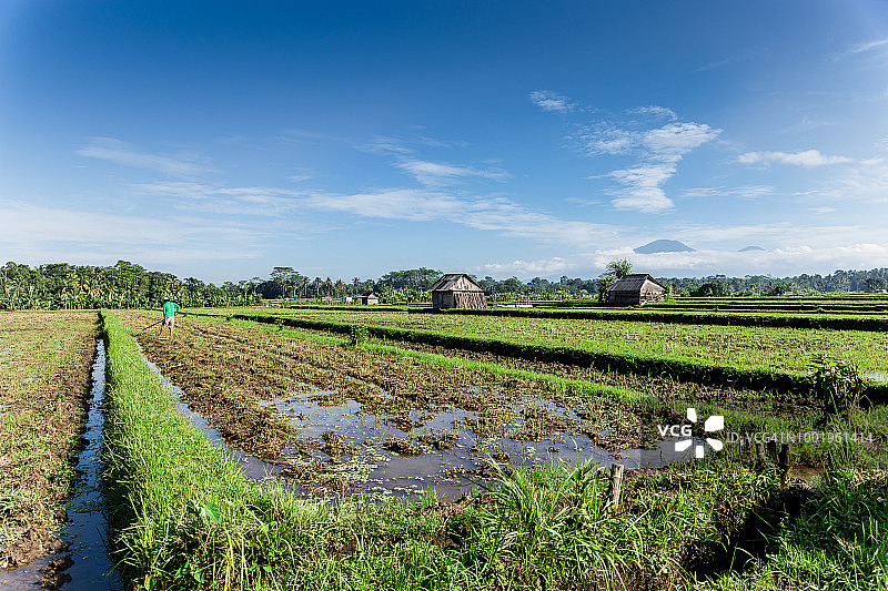 印度尼西亚巴厘岛塔巴南的稻田图片素材