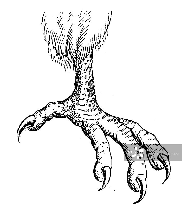 猎鹰的脚图片素材