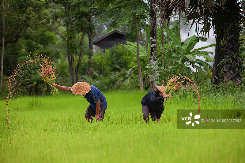 一位亚洲农民在稻田里插秧图片素材
