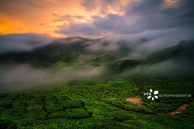 马来西亚吉隆坡附近，卡梅隆高地山上的茶园，日落时分的薄雾。图片素材