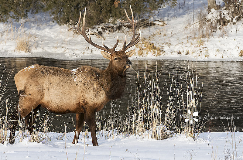 麋鹿，公牛，冬天，蒙大拿图片素材