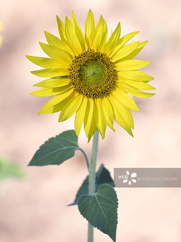 在西班牙的田野里，一株向日葵在阳光的照耀下灿烂地绽放图片素材