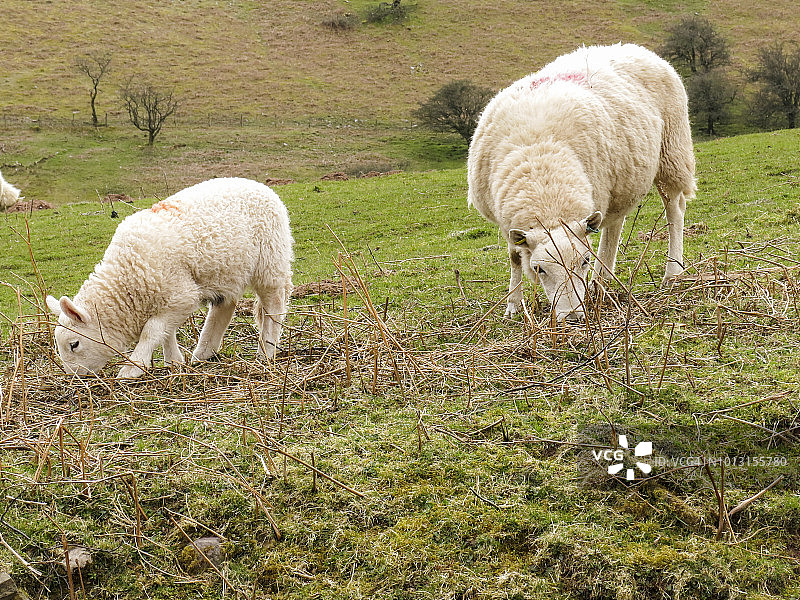一只绵羊和它的羊羔;图片从圆形散步在布雷肯灯塔，威尔士，英国在玉米杜和Pen Y fan的顶峰。图片素材