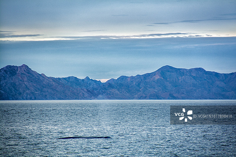 鲸鱼吹在科尔特斯海与云和陆地图片素材