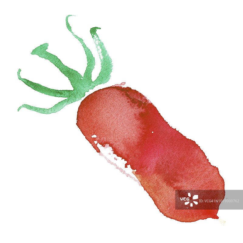 番茄水彩插画有机食品设计。图片素材