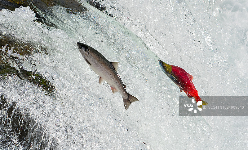 阿拉斯加鲑鱼,图片素材