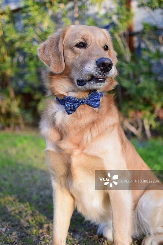 金毛猎犬装扮图片素材