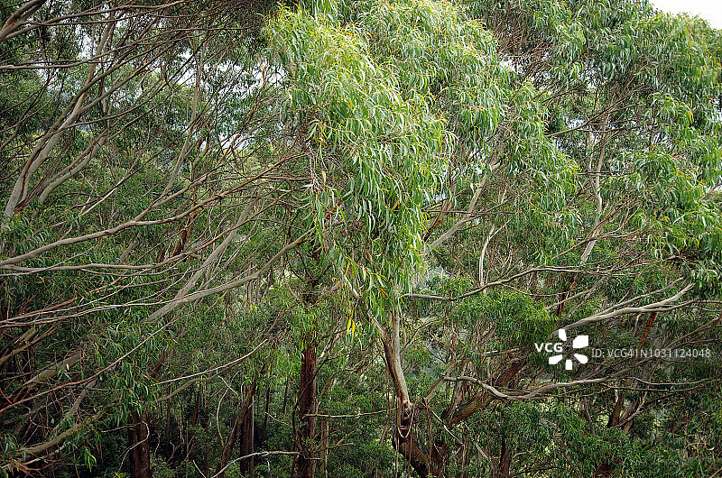 在澳大利亚新南威尔士州骑士山的Illawarra悬崖的暖温带雨林，桉树树冠的高架视图图片素材