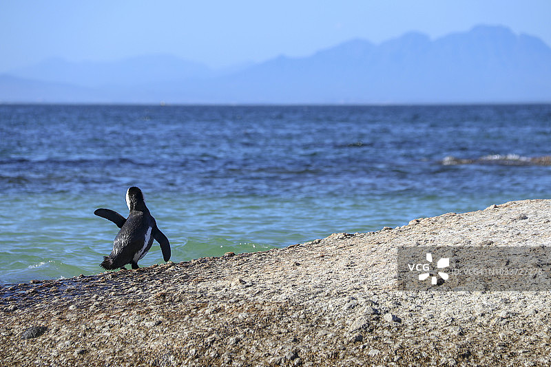 一只非洲企鹅在西蒙镇博尔德斯海滩的一块花岗岩上挥手图片素材