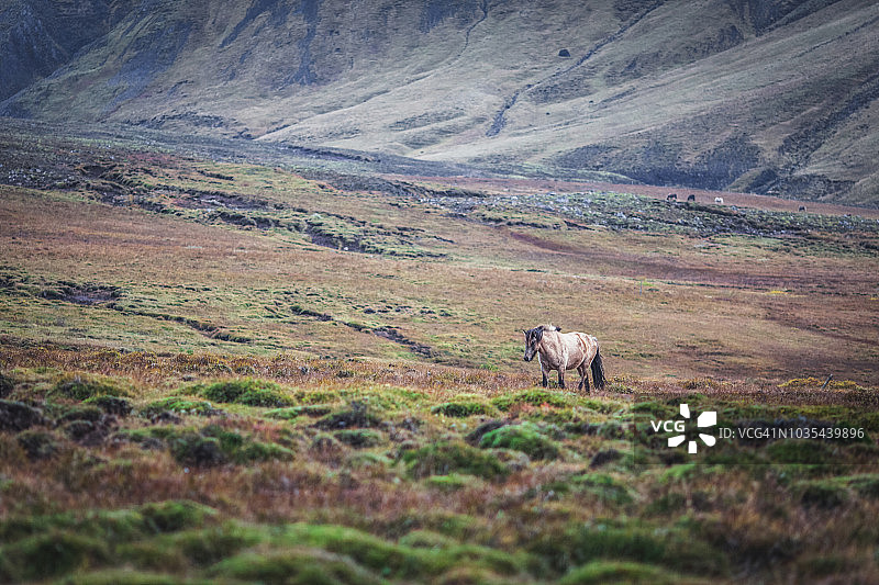 冰岛，一匹在苔藓覆盖下奔跑的冰岛马图片素材