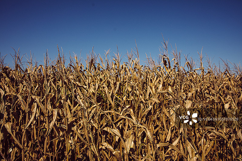 印第安纳州田地里干燥的饲料玉米的特写图片素材
