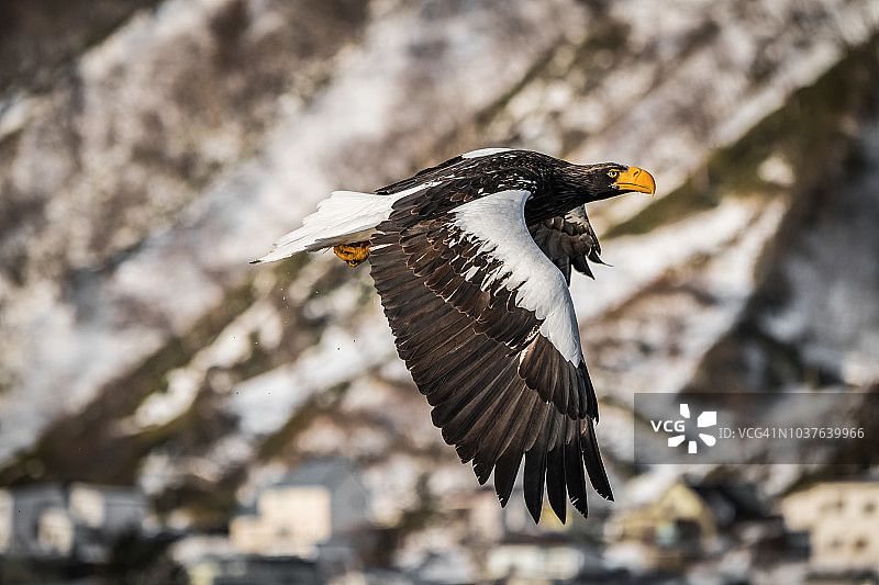 冬天，虎头海鹰在日本北海道罗臼港上空飞翔图片素材