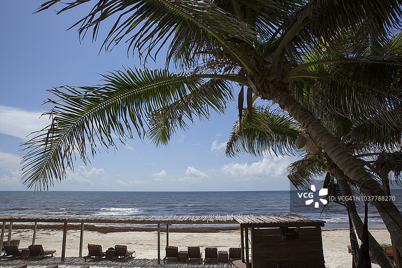 大海前面有棕榈树和躺椅图片素材