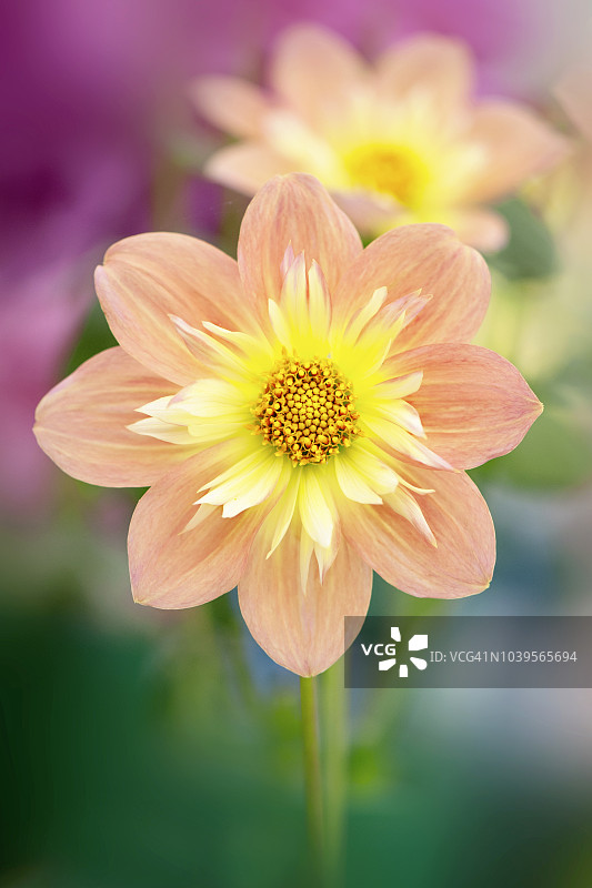 在柔和的阳光下，美丽的夏天盛开的桃色大丽花的特写图像图片素材