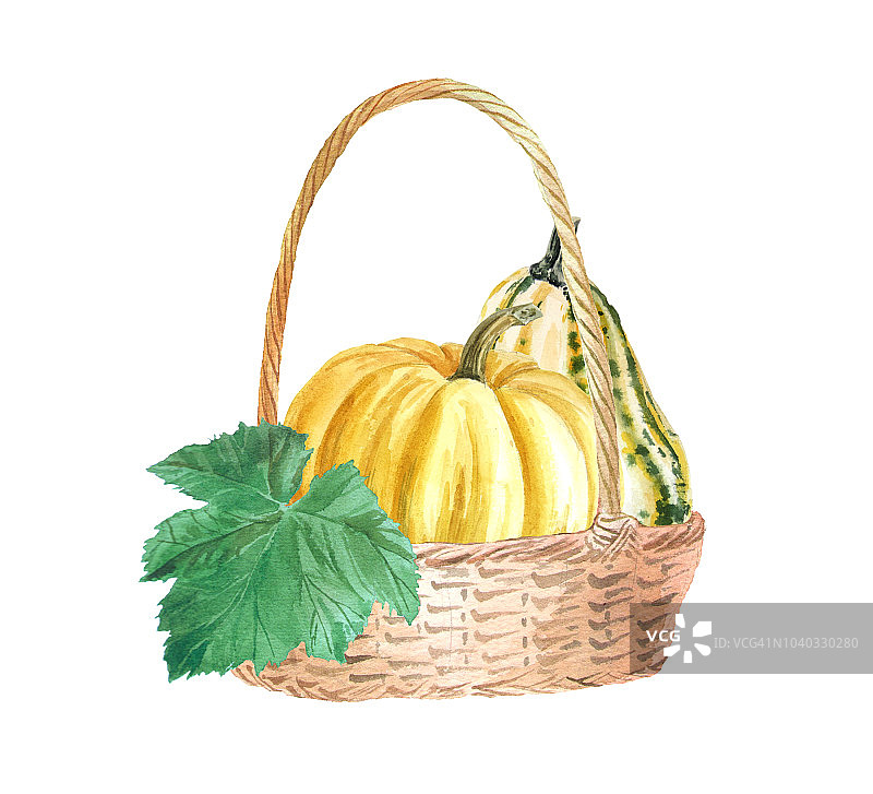 篮子里的南瓜，水彩画。图片素材