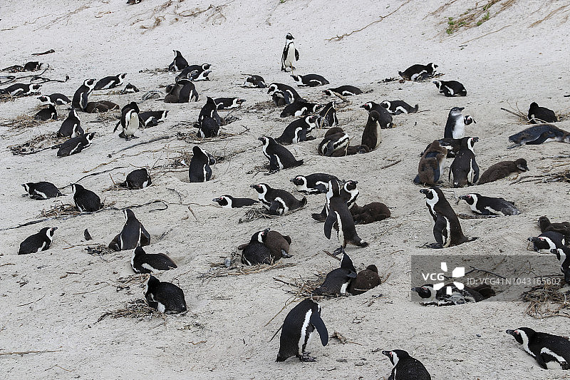 正在西蒙镇博尔德斯海滩繁殖的非洲企鹅图片素材