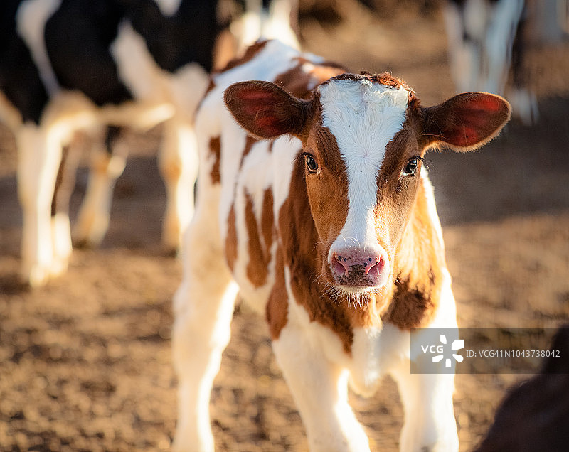 农场里可爱的小牛犊图片素材