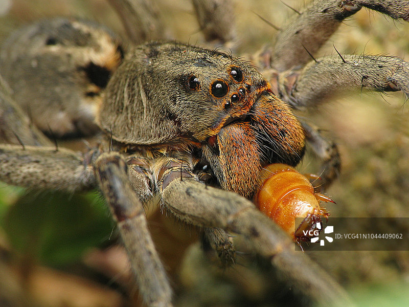 红色尖牙狼蛛正在捕食一个幼虫图片素材