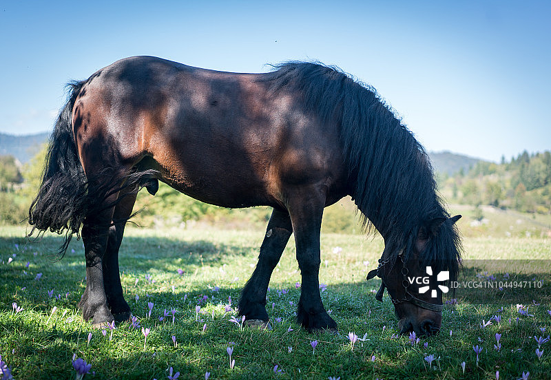 马在草地上图片素材