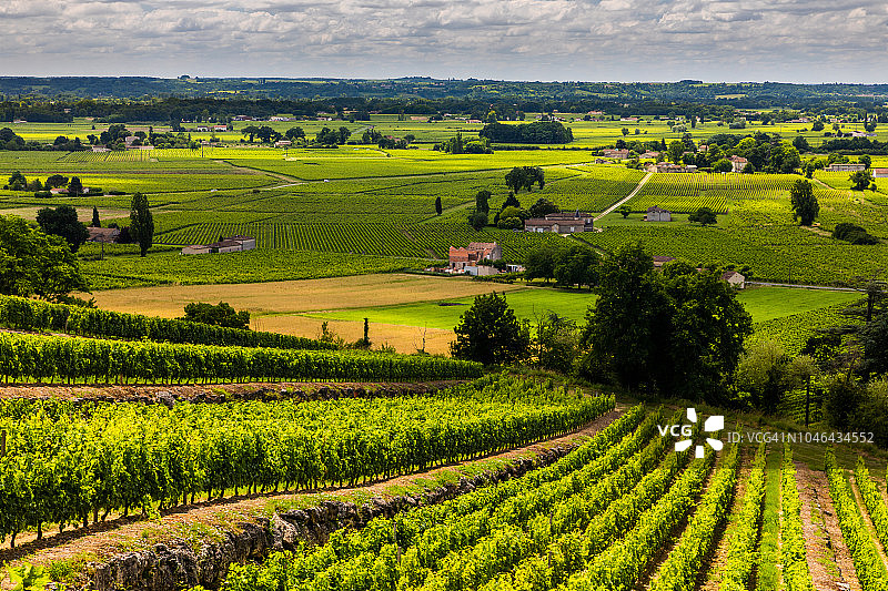 日落时的葡萄园。法国波尔多葡萄酒图片素材