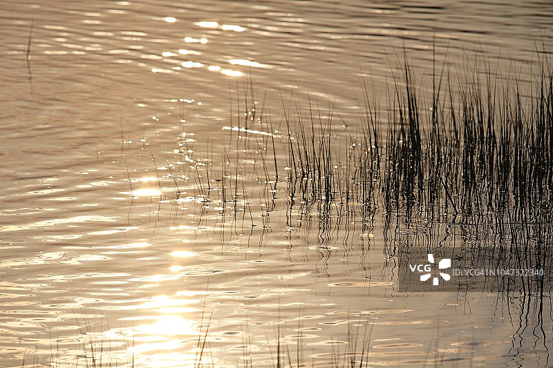 日落时的沼泽草和海上的涟漪图片素材