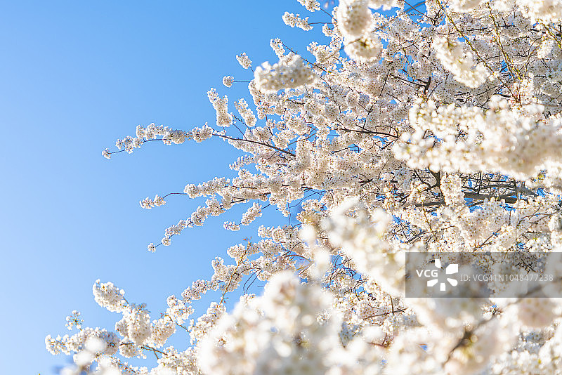 4月21日，在美国纽约中央公园，樱花盛开。当日，美国纽约中央公园的樱花绽放在蓝天下。图片素材