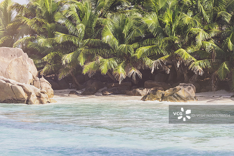 海滩上的热带棕榈树和大海在前景。图片素材