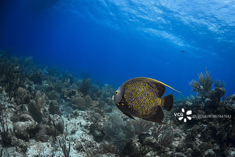 法国神仙鱼-开曼群岛图片素材